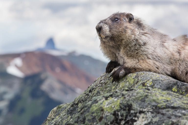 Marmot